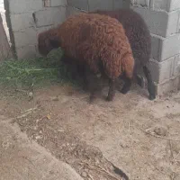 بره نر و ماده افشار