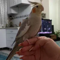 یک جفت عروس هلندی (نر و ماده)
