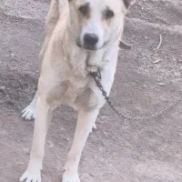 سگ نر