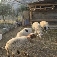 گوسفند نر