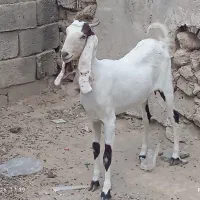 گوسفند