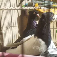 جفت کبوتر سینه سیاه