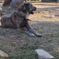 واگذاری سگ نگهبان نژاد خراسانی دهن پاک سالم