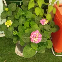 درخواست کاراموز