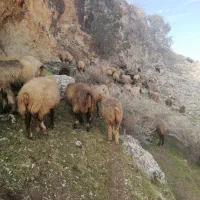 گوسفند|حیوانات مزرعه|فراشبند, |دیوار