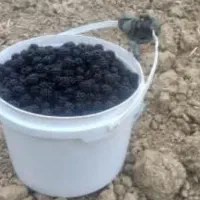 تمشک