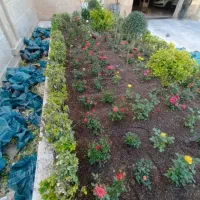 هرس کردن سمپاشی،گل گیاه درخت