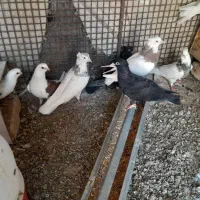فروش تعدادی کبوتر رنگی