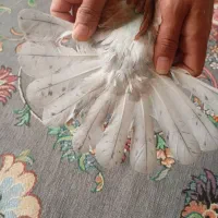 پلاکی سرخ دم سرور