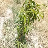 باغ-جدید-احداث-شلیل-رد-گل
