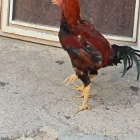خروس و مرغ لاری