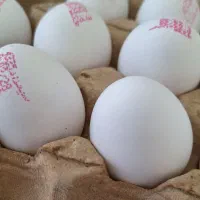 تخم مرغ ارزان تر از همه جا
