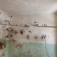 فنج نرگسی معاوضه