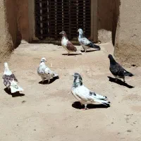 کبوتر|پرنده|کویرات, |دیوار