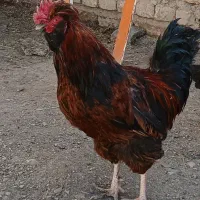 خروس فروش فوری