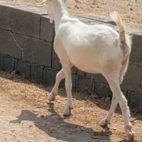 بز سانن ابستن
