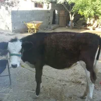 گوساله
