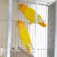 اوپال زردسرنارنجی خالص اورجینال