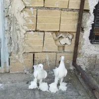 پارپاری