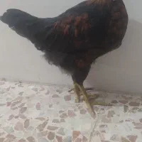 فروش جوجه مرغ و جوجه خروس