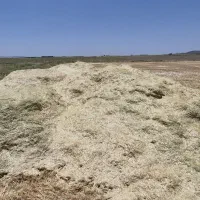 کاه جو