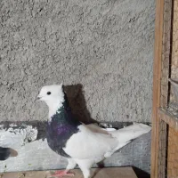 طوقی مست