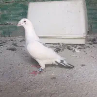 کبوتر ابلغ سبز