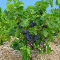 1000متر باغ ثمری انگور و درختان دیگر