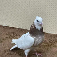 کبوتر