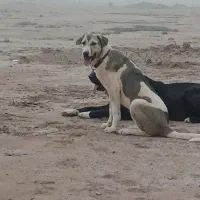 سگ کرد دهن پاک