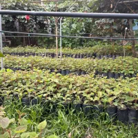 نشا کیوی (قلمه نشده)
