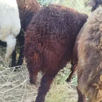 بره شیری