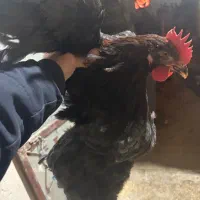 خروس گلپایگانی