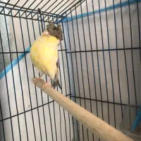 قناری گلاستر ماده