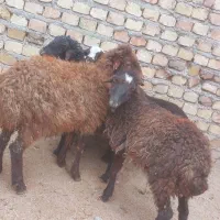 بره نر لاغر جهت پروار بندی