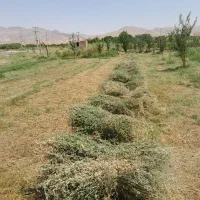 یونجه خالص