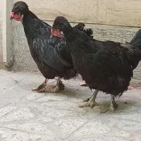 مرغ مشکی کاکلی