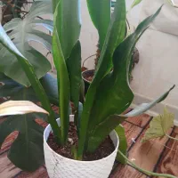گل طبیعی و کاکتوس