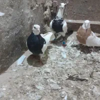 طوقی|پرنده|ملکان, |دیوار