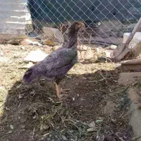 مرغ خروس لاری