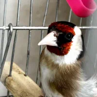 سهره 3 ساله جوجه قفس بخون