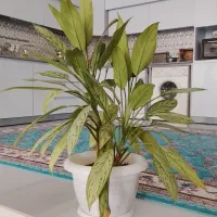 گل کلکسیونی