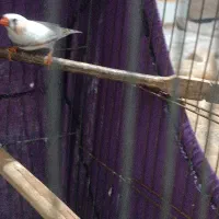 فنچ فنج