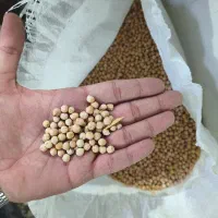 نخود مخصوص فلافل و مصرف خانگی