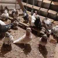 کبوتر تضمینی