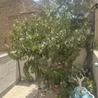 75متر-ط-همکف-قدرالسهم-حیاط-دار-افسریه-جنوبی