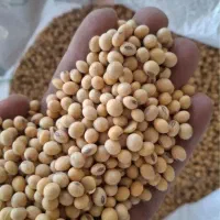 سویا رقم باران