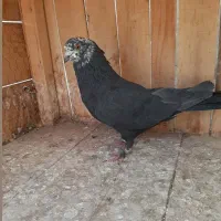 کبوتر .جوجه