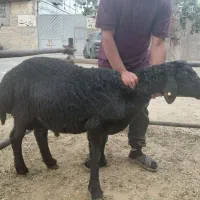 فروش یک راس قوچ قرا قزل اصل
