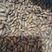 بذر لوبیا سبز سمین درجه یک